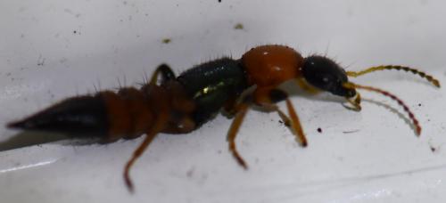 Réf. 268 512 : Paederus littoralis